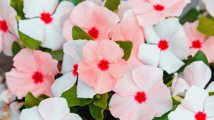 Catharanthus flowers. Summer pink white flowers in drops of morning dew. Close up street lawn flower bed of tropical flowers, natural background. Long web banner