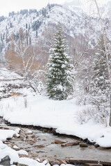 one spruce in the snow against the background of winter mountains