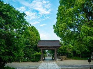 Obraz premium 新緑の神社