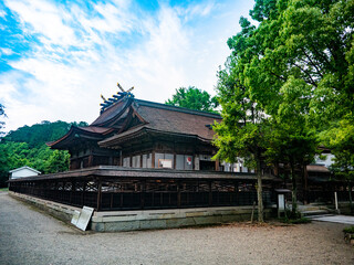 Fototapeta na wymiar 新緑の神社