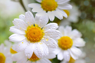 Beautiful chamomile flowers banner. Spring or summer nature scene with blooming daisy in sun flares. Soft focus. With copy space. Close up. Tiny Chamomile Flowers