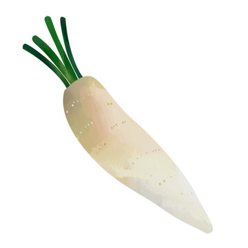 watercolor of Daikon radish, fresh turnip, white radish, vegetable isolated on white background. Digital art painting.