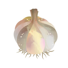 Watercolor Garlic isolated on white background. Digital art painting.