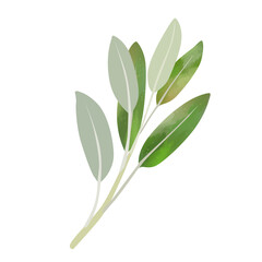 Watercolor Sage isolated on white background. Digital art painting.