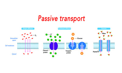 Fototapeta na wymiar Passive transport [simple and facilitated diffusion and osmosis]