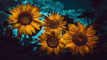 Kilka kwiatów słonecznika na tle nieba
