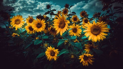 Kilka kwiatów słonecznika na tle nieba - obrazy, fototapety, plakaty