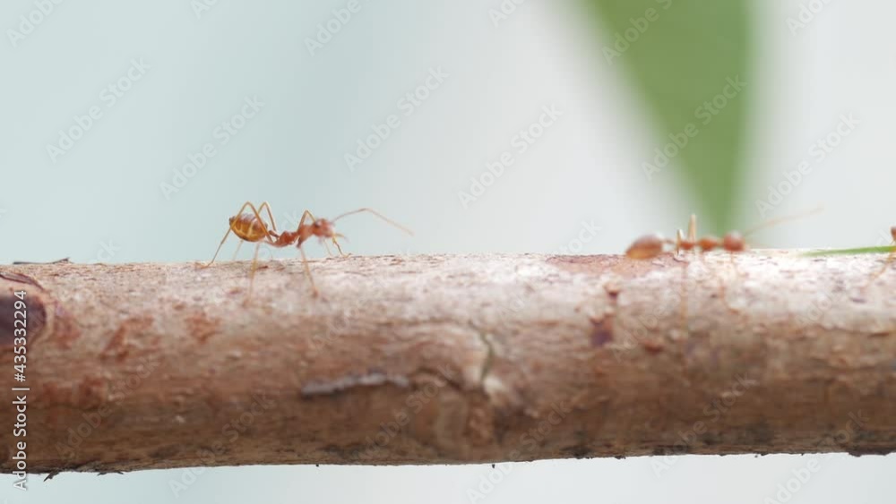 Poster red ants walking on tree trunk with blur green nature background. macro close up