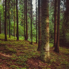 Widok drzew w lesie - drzewa iglaste w porannym słońcu, las iglasty © Michal45