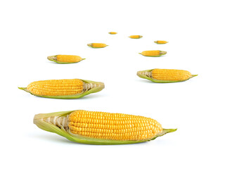 Old yellow corn on a white background