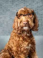 Smart Labradoodle dog with glasses. Cute fluffy dog looking at camera with listening expression while sitting on sofa. Concept for student reading or animals work from home. Selective focus.