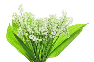  Beautiful lily-of-the-valley flowers on white background © Pixel-Shot