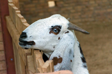 Fototapeta premium Goat in cage