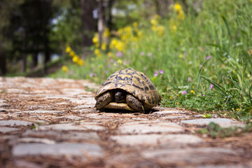 A small turtle hid in a shell on a walking stone path. Ohrid, North Macedonia