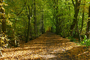 Naturschutzgebiet Wohldorfer Wald