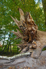 entwurzelter alter Baum im Duvenstedter Brook