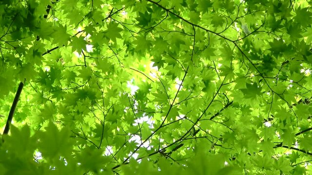 ヤマモミジ・新緑（ムクロジ科・カエデ属）