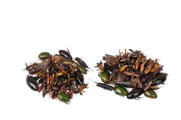 Fried insects isolated on white background.Protein rich food.