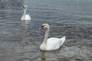 White swans swim in the reservoir of the reserve
