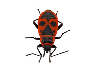 Firebug, Pyrrhocoris apterus, isolated on white background, top view