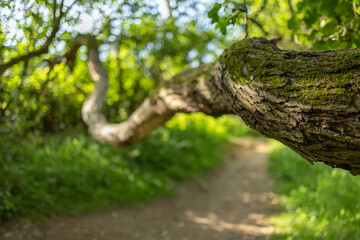 Fototapeta premium Vegetation with tree branch