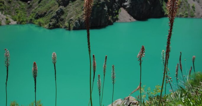 Mountain Lake of green and blue color Urungach. Beautiful Eremurus flowers. Located in Uzbekistan, Central Asia. 14 out of 20 Tyanshan mountains