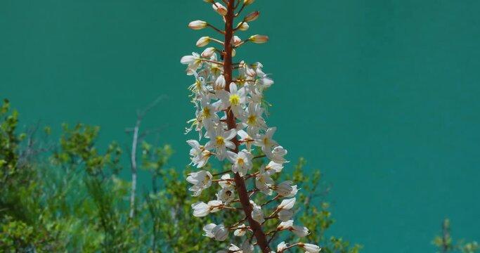 Eremurus flower and Mountain Lake of green and blue color Urungach. Located in Uzbekistan, Central Asia. 8 out of 20