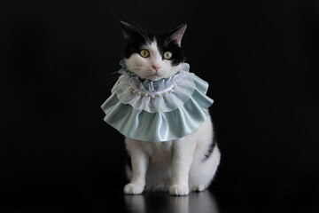 Adorable black and white cat wears green collar sit down and look to camera, cat model on  black background