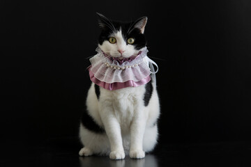 Adorable black and white cat wears purple collar sit down and look to camera, black background