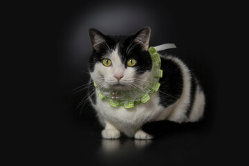 Cute black and white cat wears green collar look at camera, black background, full cat body 