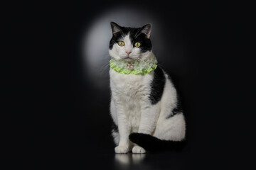 Cute black and white cat wears green collar look at camera, black background, cat has beautiful eyes