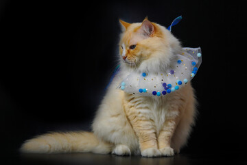 Cream fat ragdoll cat wears cute blue collar, stand and look down, black background