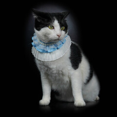 Cute black and white cat wears blue collar stand up, black background   