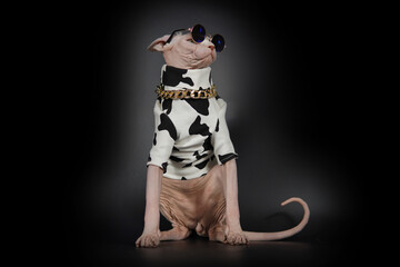 Funny Canadian hairless sphinx cat in fashion white black mixed coat Black and black glasses, creative cat model photo
