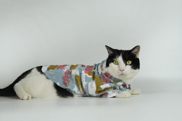 Cute black and white cat in blue denim jacket sit, gray background