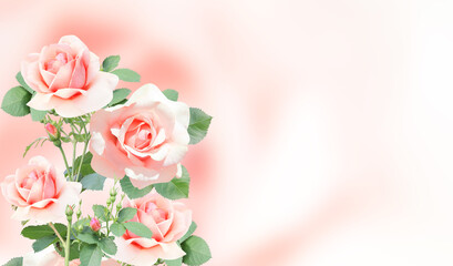 Blurred horizontal background with rose of pink color