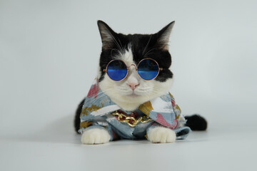 Cute black and white cat in blue denim jacket with cool glasses, serious face                