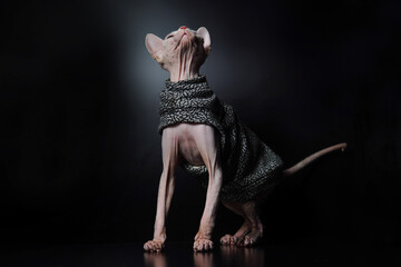Cute Canadian hairless sphinx cat in fashion cape coat looking up. Black background