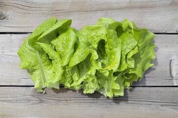 Cabbage lettuce leaves or Lactuca sativa, top view. Fresh from organic garden. Group of bright yellow green salad leaves on wood table. Concept for healthy diet and self sufficient. Selective focus.