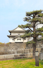Pine branches and a watch tower of Osaka Castle, Japan