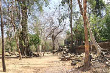 Giant trees on ruin of Koh Ker complex, Cambodia