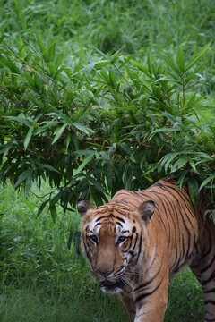The Indian tiger.
