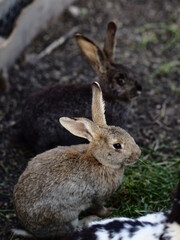 Naklejka na ściany i meble Two rabbits in the garden, wildlife, natural background