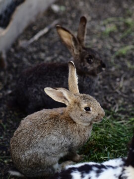 Two rabbits in the garden, wildlife, natural background