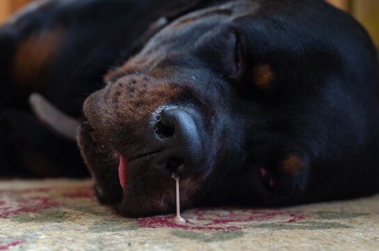 Disease in animals, colds in dogs concept. Portrait of a sleepin