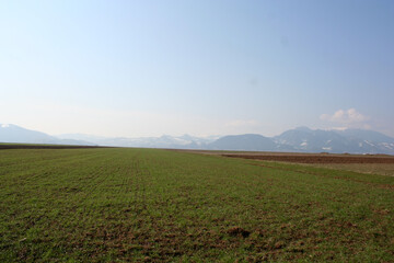 Fototapeta premium green agricultural field with snow-capped mountains in background