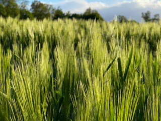 Weizenfeld im saftigen grün im Frühling, close-up und blauer Himmel dadrüber.