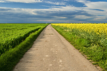 Road through agricultural fields