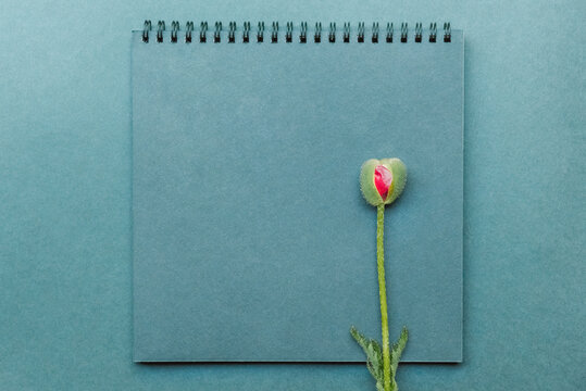 Notepad for notes and bud of a poppy flower similar to a female organ vagina, image mockup on blue background. Concept of female intimate topics and gynecology