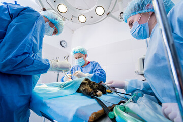 Veterinarian surgeons in operating room doing cat neutering